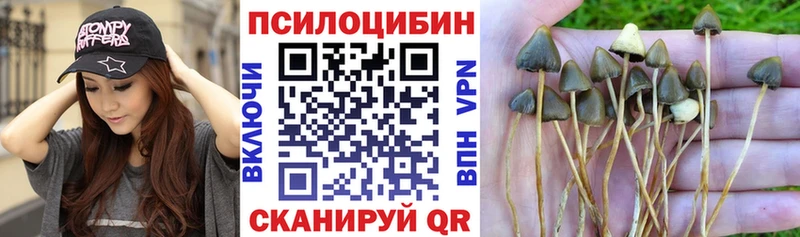 Галлюциногенные грибы Psilocybine cubensis  Купить  Казань 